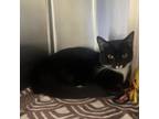 Adopt Bubbles a Domestic Short Hair