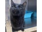 Adopt Raily a Domestic Short Hair