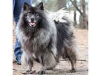 Adopt Roxy a Keeshond