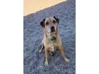 Adopt Harley a Redbone Coonhound, Labrador Retriever