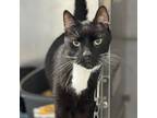 Adopt Odie a Domestic Short Hair