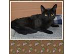 Adopt MIDNIGHT ECLIPSE a Domestic Short Hair