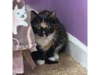 Adopt Mila a Domestic Short Hair