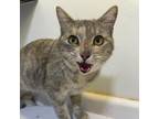 Adopt Norma a Domestic Short Hair