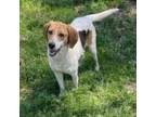 Adopt Shiloh a Hound