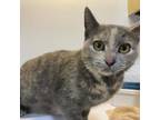 Adopt Sofia a Domestic Short Hair