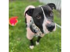 Adopt Junie a Pit Bull Terrier