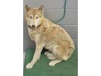 Adopt Mocha a Husky