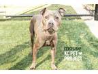 Adopt Mouse a Pit Bull Terrier, Mixed Breed