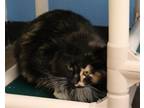 Adopt Loretta a Domestic Long Hair