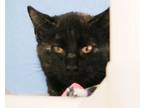 Adopt Lynn a Domestic Short Hair