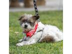 Adopt Teensy - Adopted! a Terrier, Lhasa Apso