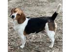 Adopt Nugget a Beagle