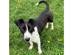 Adopt Pepita a Border Collie, Rat Terrier