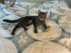 Adopt Tempura a Domestic Short Hair