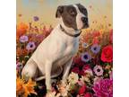 Adopt Butterfly a Pit Bull Terrier