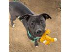 Adopt Lily a Pit Bull Terrier