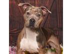 Adopt Giovanna a Pit Bull Terrier