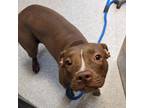 Adopt Amber a Pit Bull Terrier