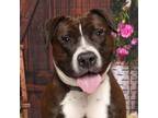 Adopt Mayra a Pit Bull Terrier