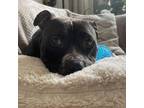 Adopt Octavia a Pit Bull Terrier