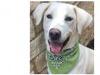 Adopt Katie (Caroline) a Labrador Retriever