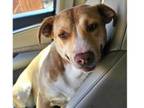 Adopt Dusti AKA Chura a Labrador Retriever, Pit Bull Terrier
