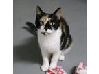 Adopt Primrose a Domestic Short Hair, Calico