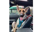 Adopt Chloe a German Shepherd Dog