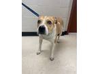 Adopt Delilah a Pit Bull Terrier, Mixed Breed