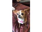 Adopt Ruthie a Cavalier King Charles Spaniel, Pekingese