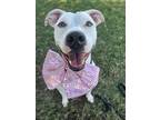 Adopt Lily a American Staffordshire Terrier