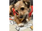 Adopt Bambi a Norfolk Terrier, Norwich Terrier