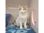 Adopt Noel a Domestic Short Hair