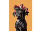 Adopt Clove a Cane Corso