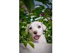 Adopt Maeve a Pit Bull Terrier
