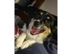 Adopt Lady Mae a Australian Shepherd