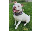 Adopt Lady a Pit Bull Terrier, Mixed Breed