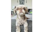 Adopt Channel a Shih Tzu