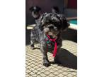 Adopt Bitsy a Shih Tzu