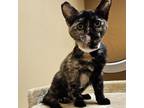 Adopt Patty a Domestic Medium Hair