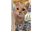 Adopt JOY a Domestic Short Hair