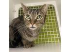 Adopt Iris a Domestic Short Hair