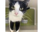 Adopt River a Domestic Short Hair