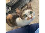 Adopt Bloom a Domestic Short Hair