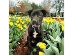 Adopt Jilley a Catahoula Leopard Dog, Mixed Breed