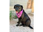 Adopt Heirloom 2 a Labrador Retriever, Pit Bull Terrier