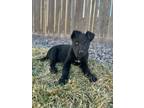 Adopt Ferrie a Labrador Retriever, Cattle Dog