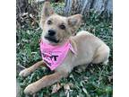 Adopt Aevyn a Australian Cattle Dog / Blue Heeler