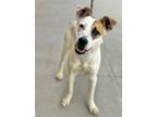 Adopt Tulare a Australian Cattle Dog / Blue Heeler